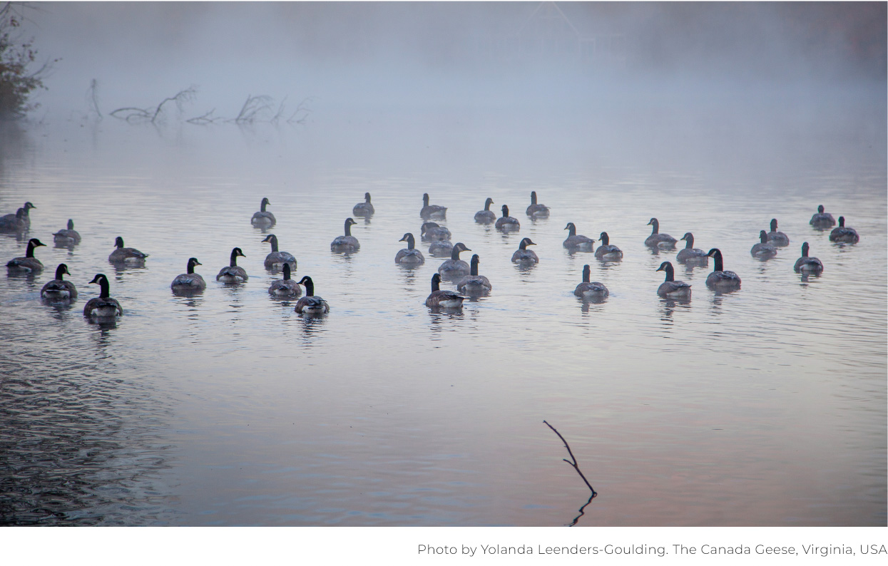 Photo ducks